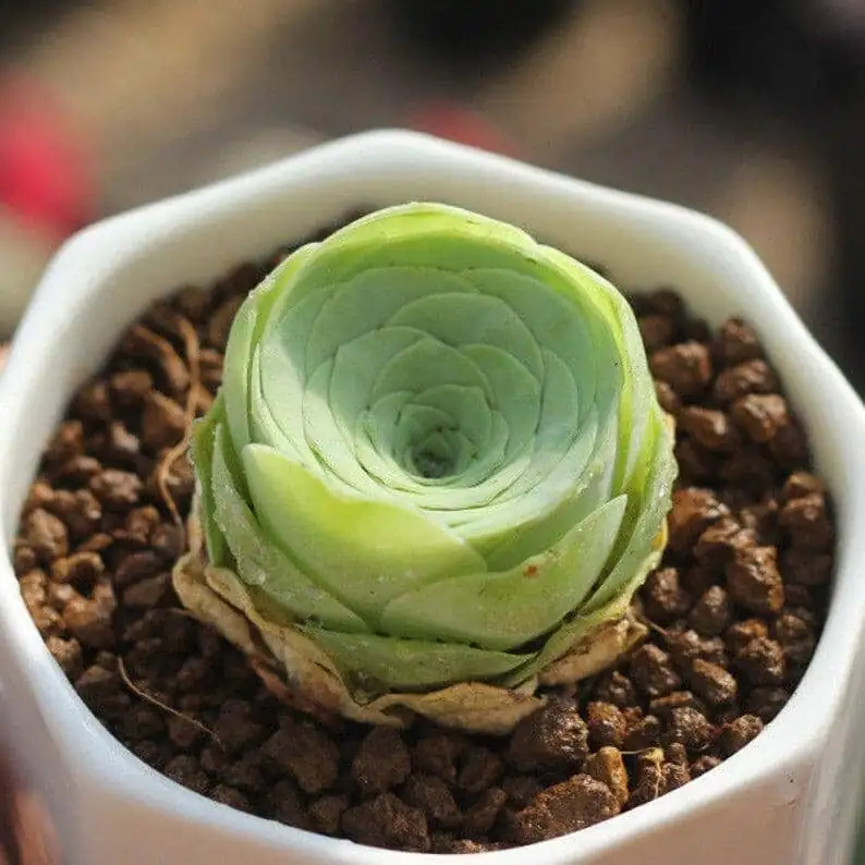 dunce cap succulent grit topdressing