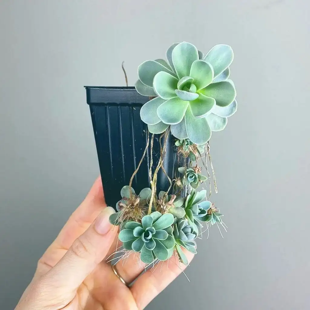 dunce cap succulent scree saucer windowsill