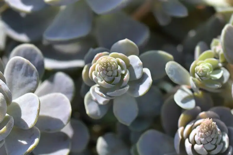 dunce cap succulent balcony trough garden