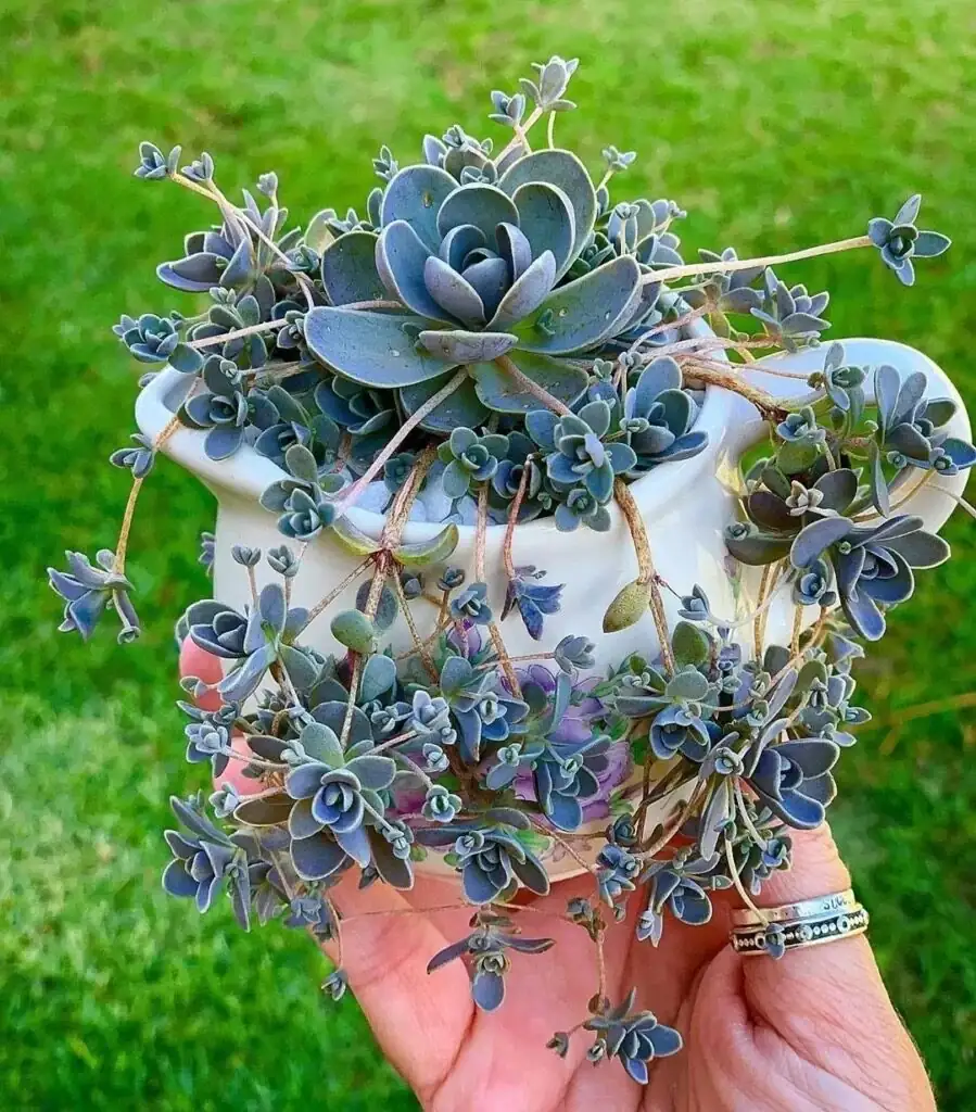 dunce cap succulent teacup planter