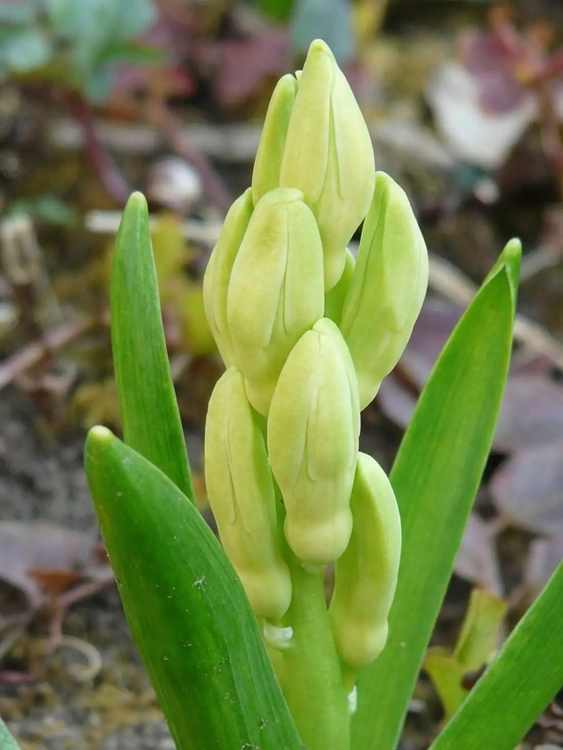 Orostachys furusei iwarenge side by side