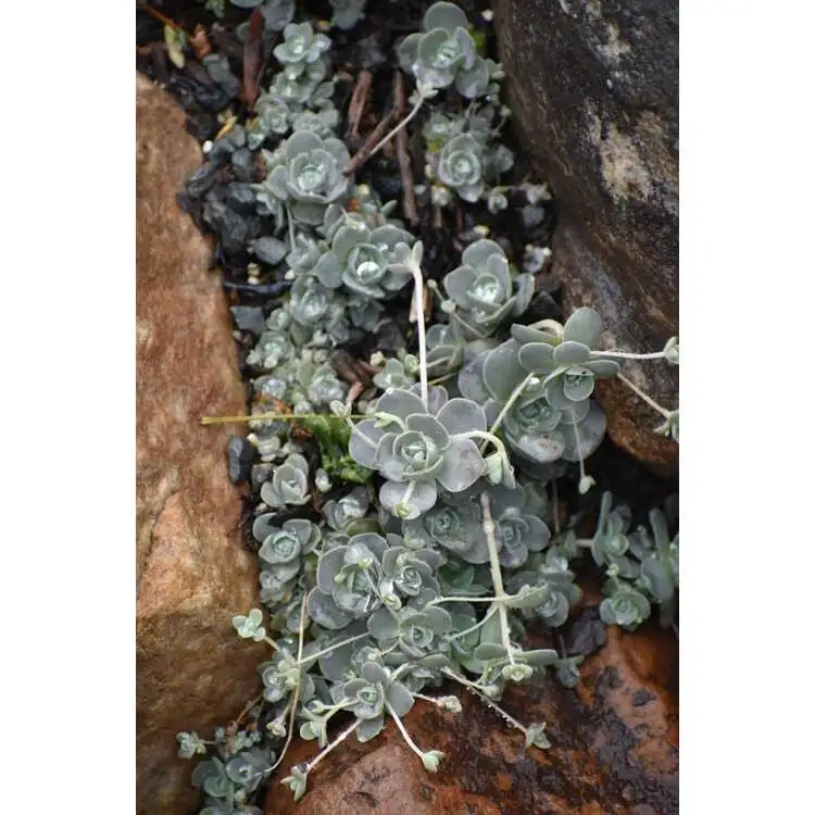 Orostachys furusei offsets at base