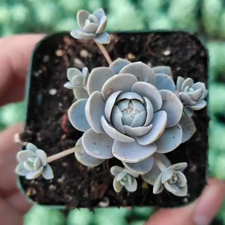 Orostachys furusei nursery tag