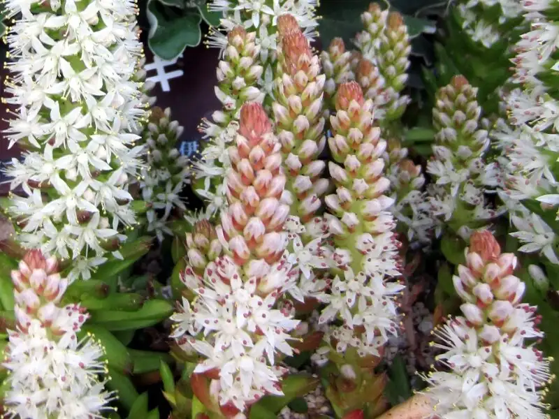 Orostachys furusei flowers short stalk