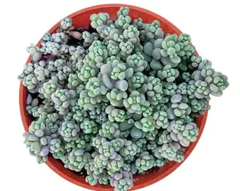 Squishy Stems? Falling Beans? Triage for Jelly Bean Plant Rot, Aphids, and Leaf Drop