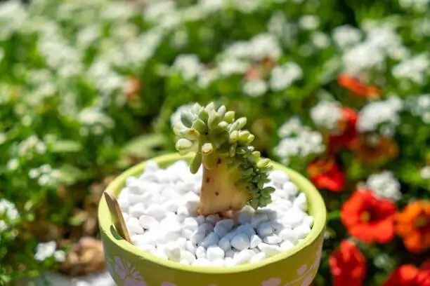 From Mexican Hillsides to Windowsills: The ‘Pork and Beans’ Sedum’s Journey into Global Plant Culture