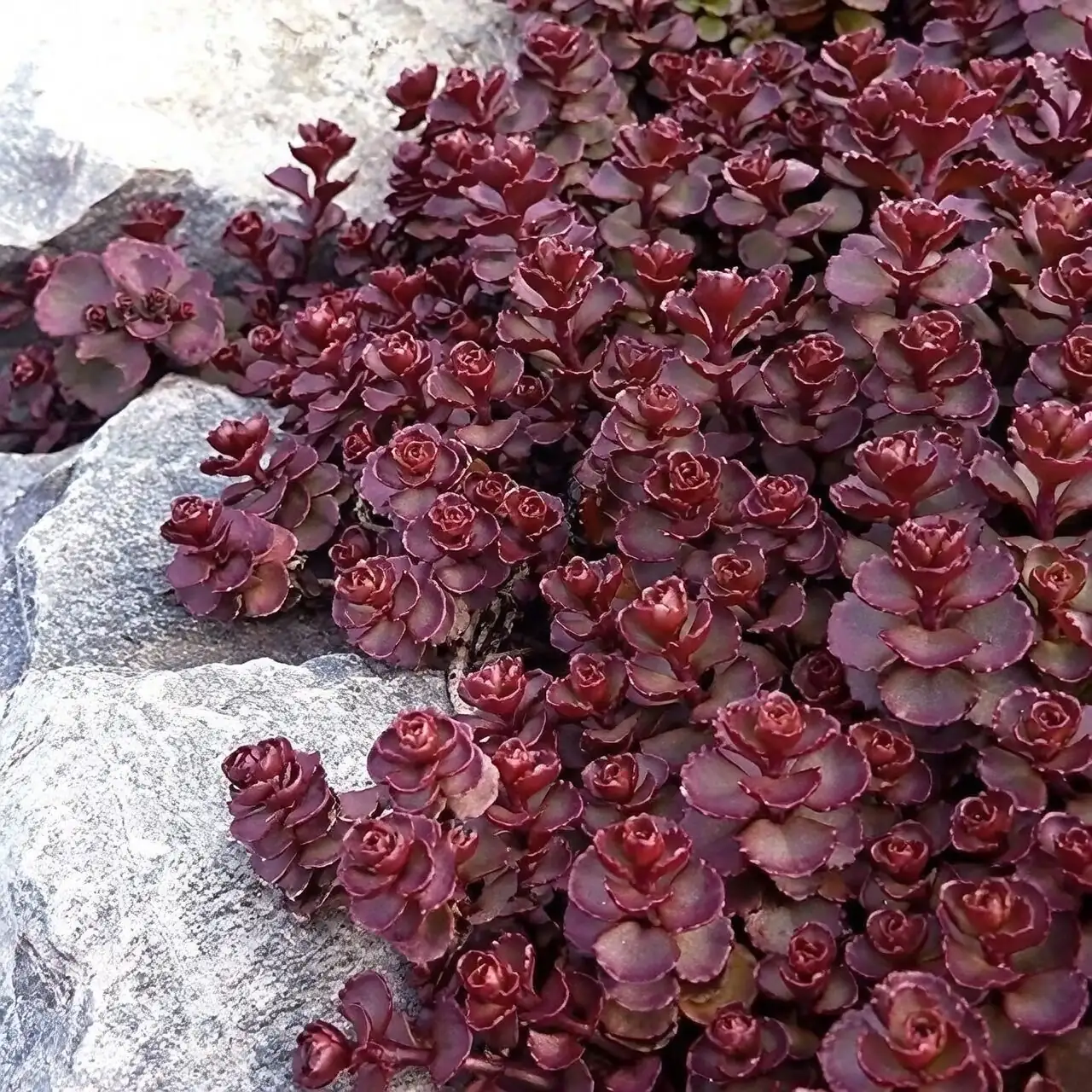 Spilled Jelly Beans in the Rock Garden: Designing Drought-Tolerant Scenes in Warm, Dry Climates