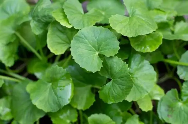 Why Are My ‘Coins’ Turning Yellow? A Rapid-Response Clinic for Pennywort Problems