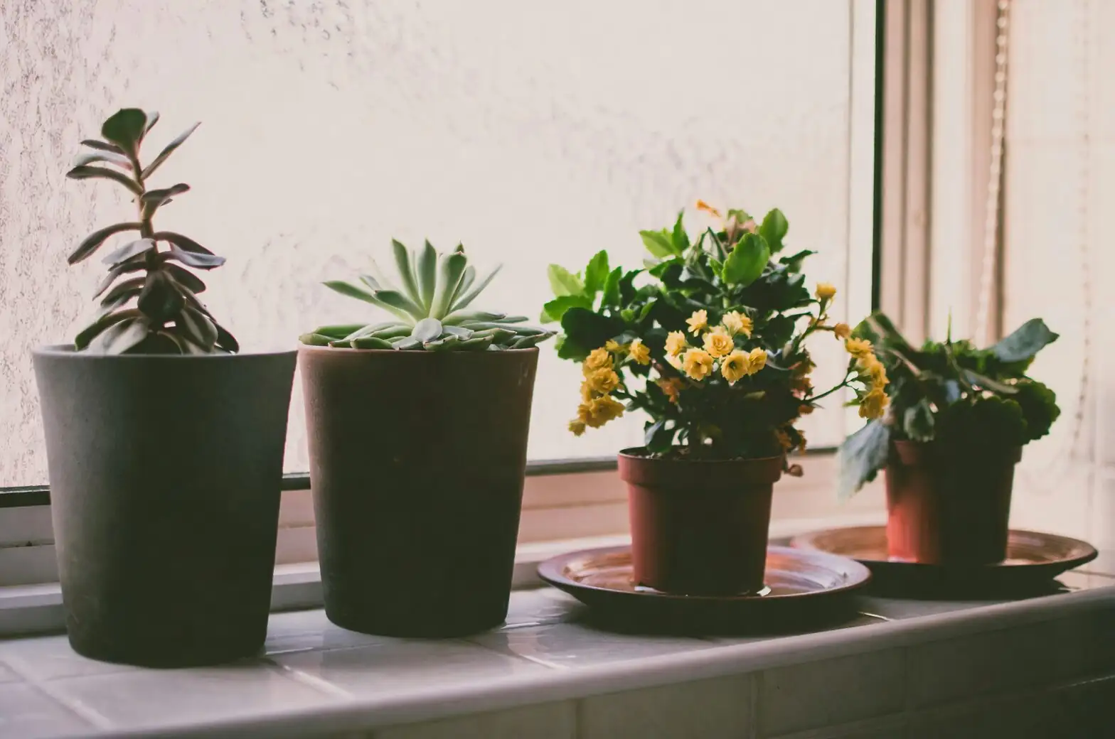 Brazilian pennywort sunny windowsill indoor