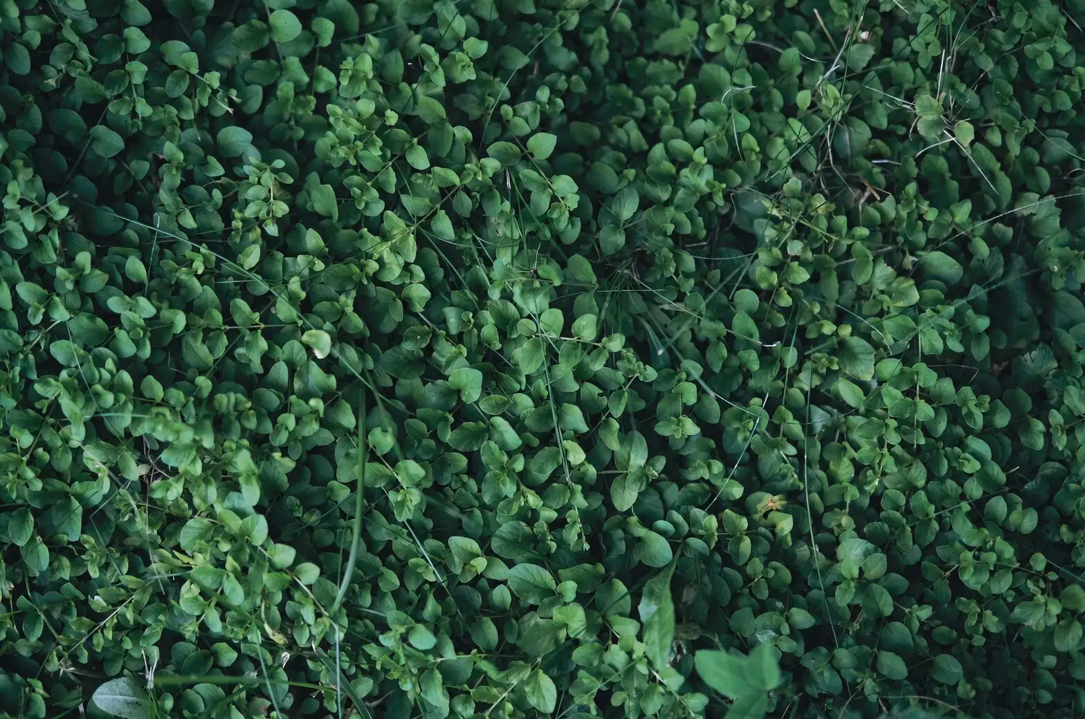 Brazilian pennywort lush green carpet