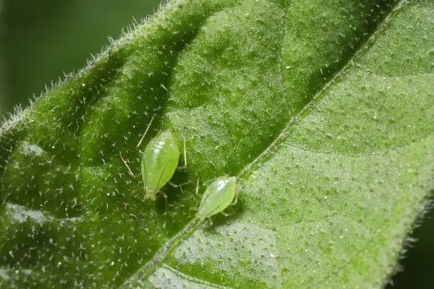 Aphids on the Minty New Growth? Gentle, Fail-Safe IPM for Pennywort