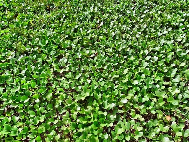 Hydrocotyle umbellata rinsing leaves sink