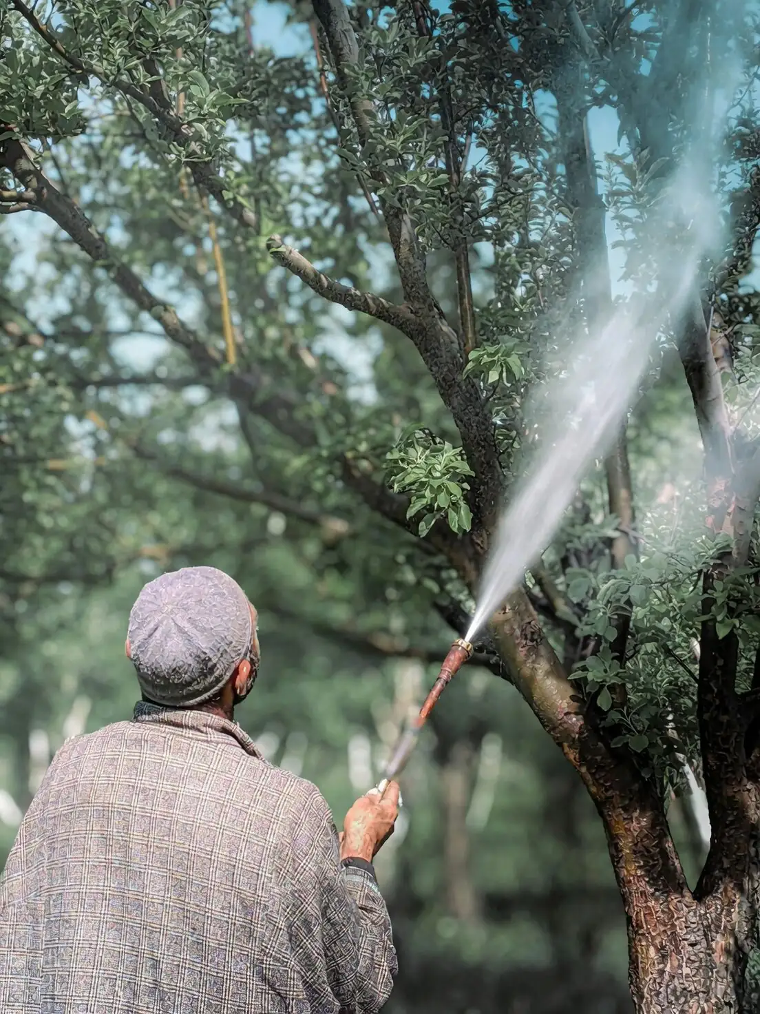 Hydrocotyle umbellata insecticidal soap spray