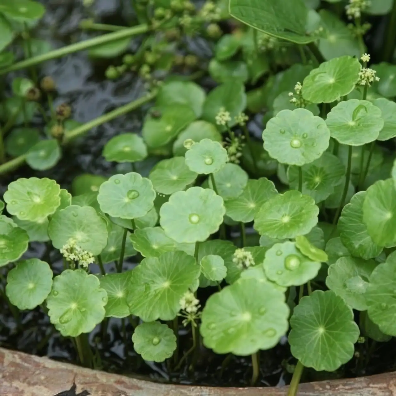Hydrocotyle umbellata bowl covered water