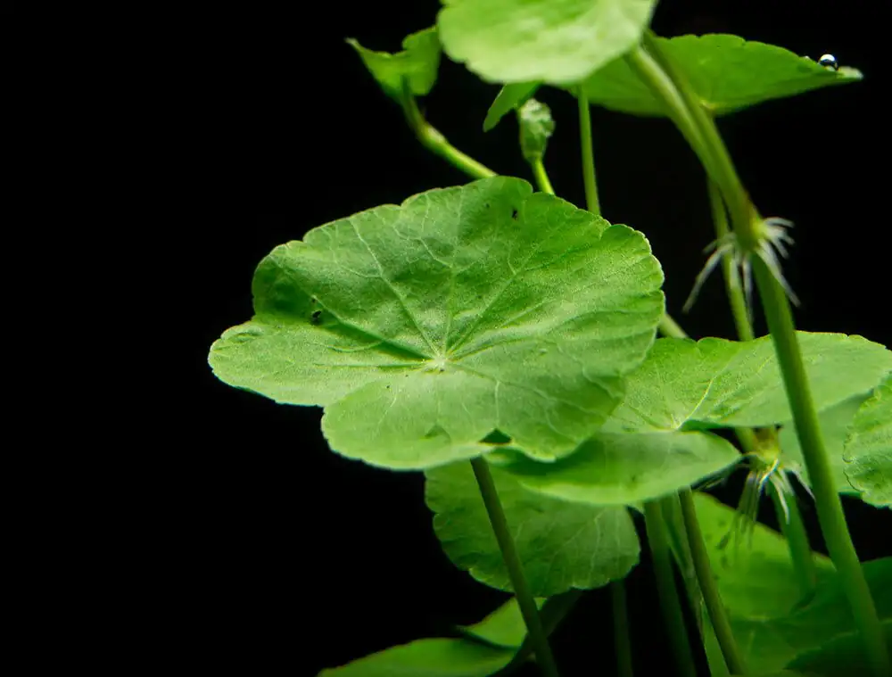 brazilian pennywort leaf close up