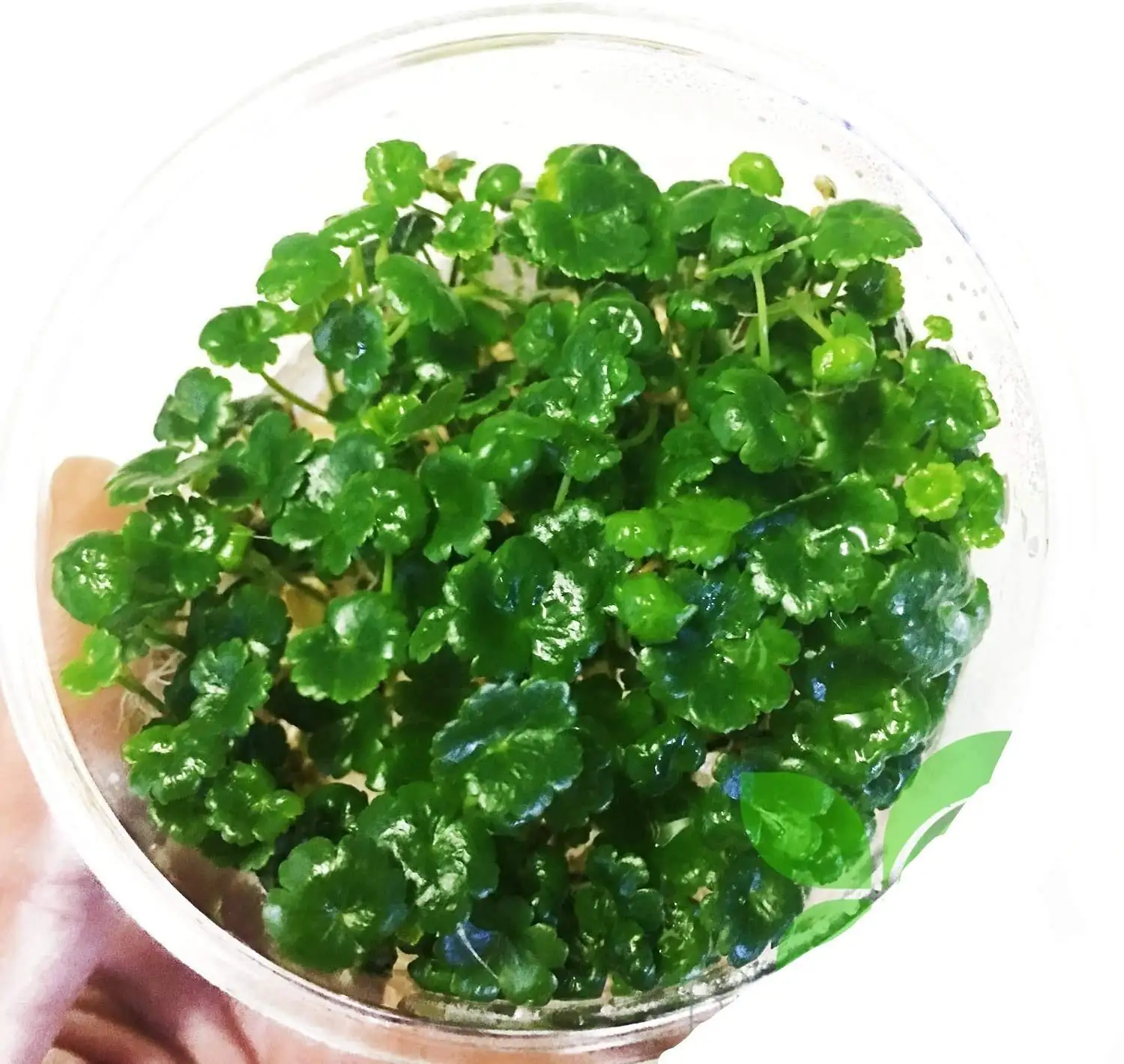 brazilian pennywort lidded glass bowl