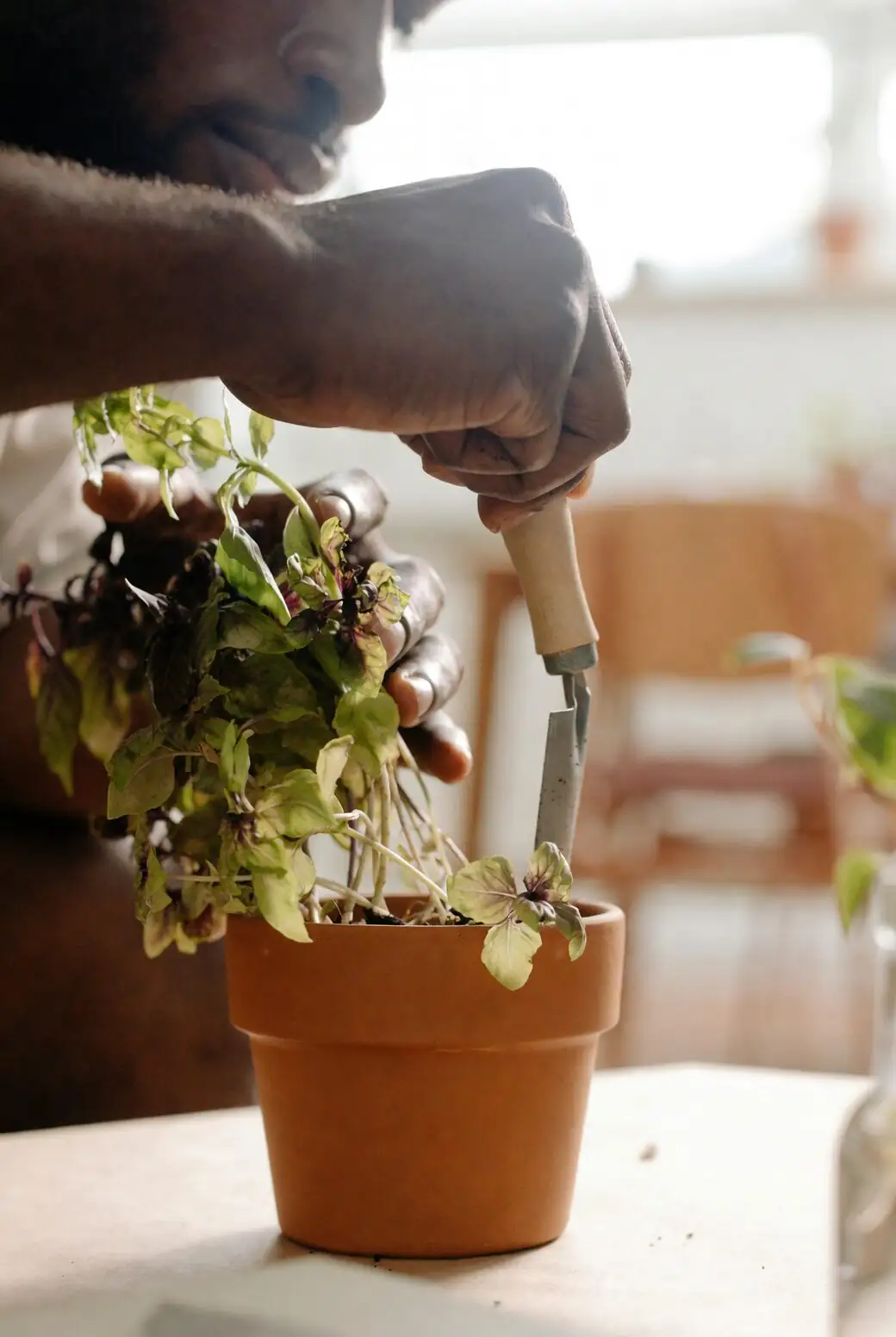 trimming brazilian pennywort runners indoors