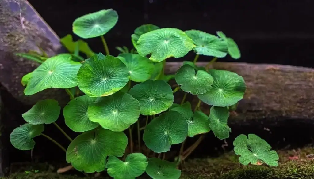 鱼缸里的最佳队友：铜钱草与沉木、彩石、苔藓的低维护搭配法