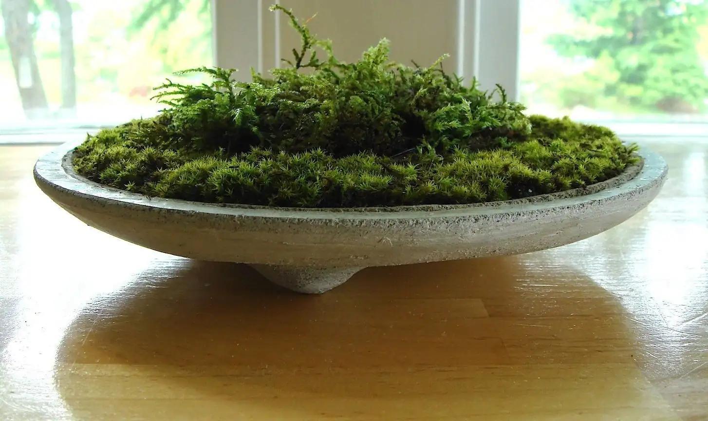 pennywort shallow bowl moss island