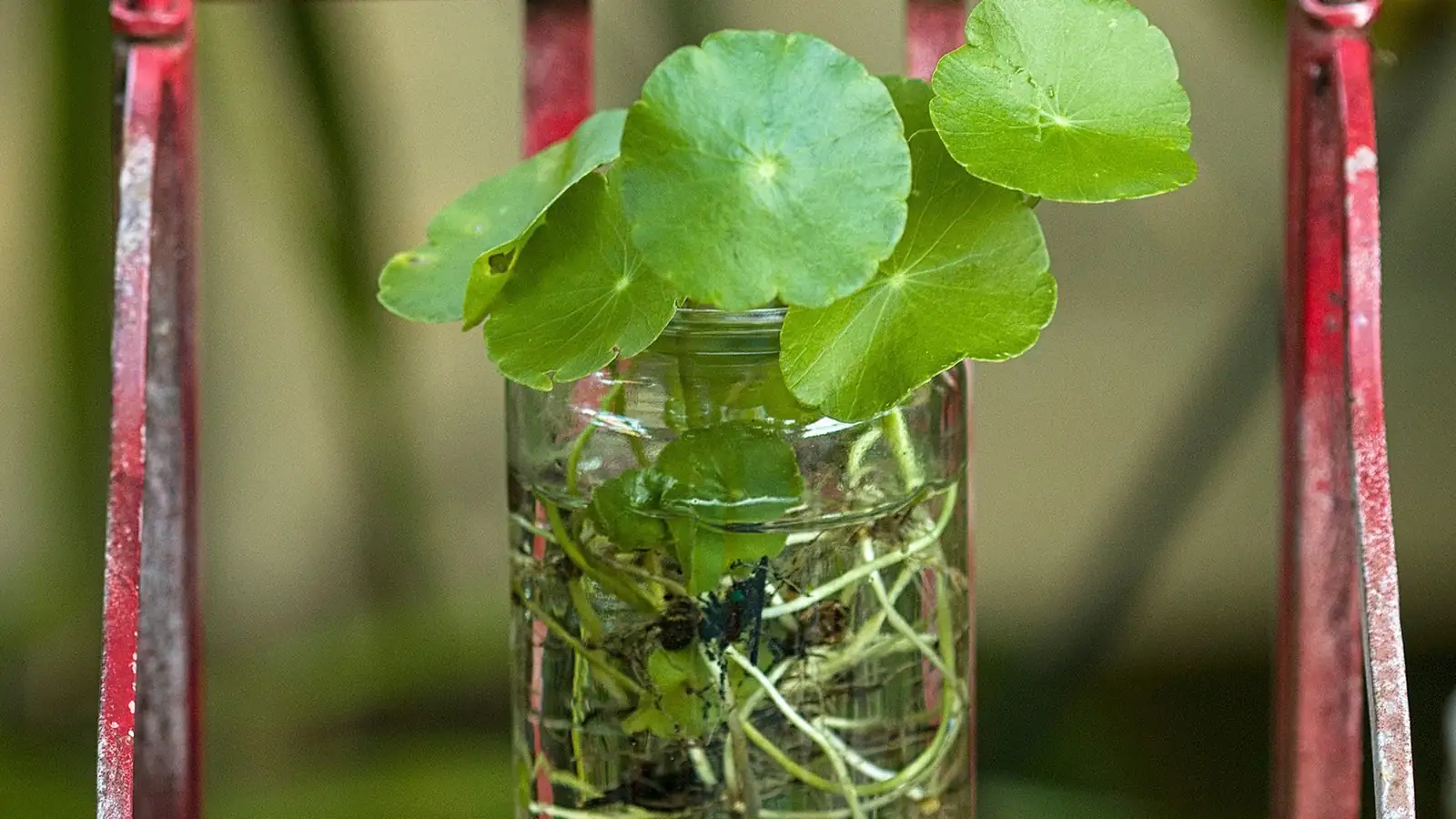 pennywort floating roots windowsill