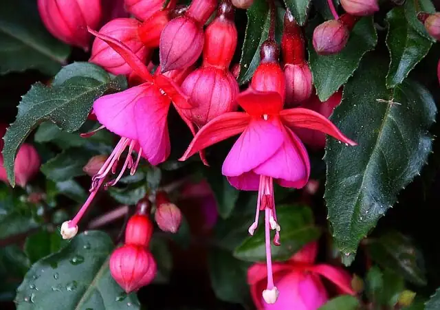 fuchsia heat stress drooping buds