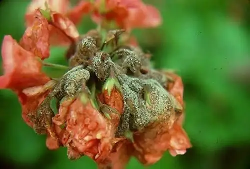fuchsia botrytis gray mold flower
