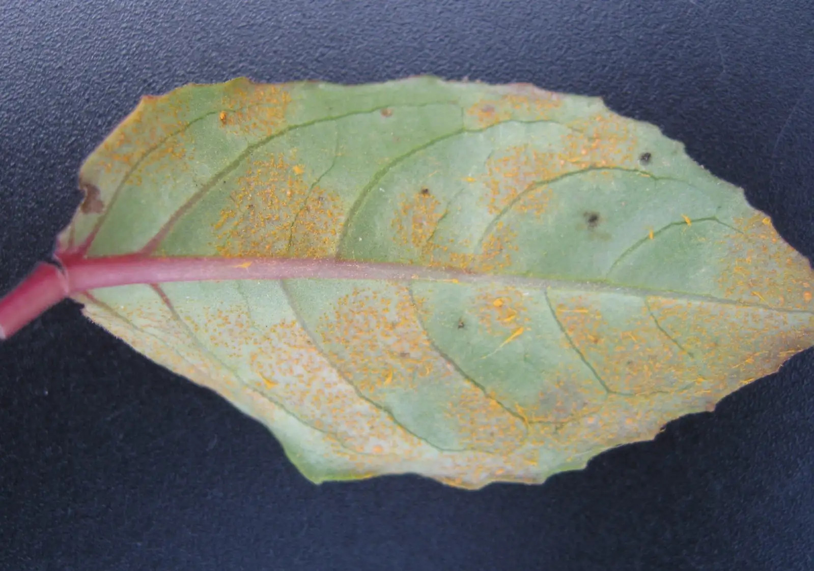 fuchsia rust leaf underside close-up