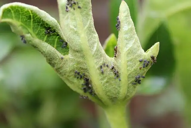 fuchsia aphids leaf underside macro