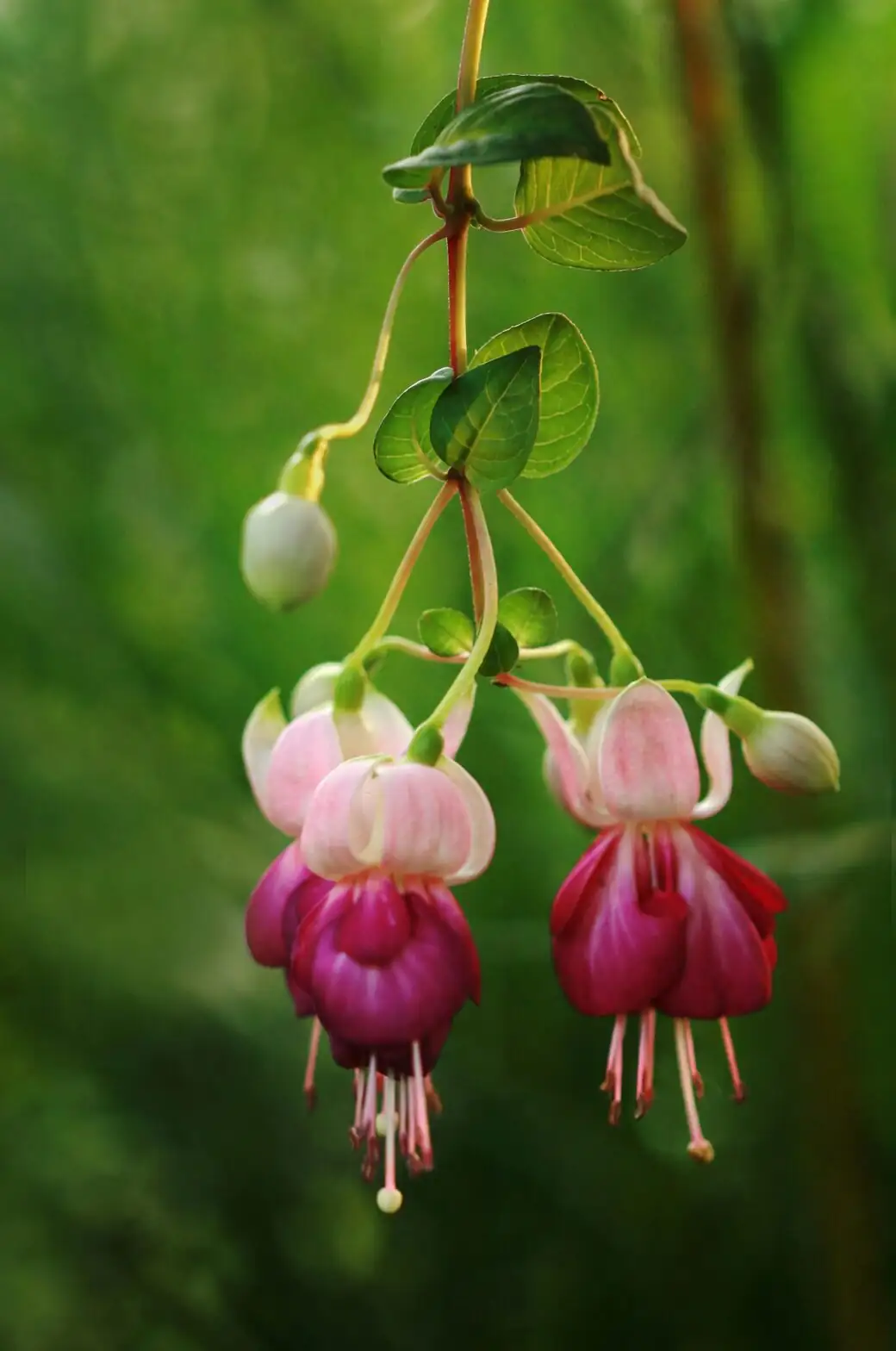 fuchsia single flower close-up