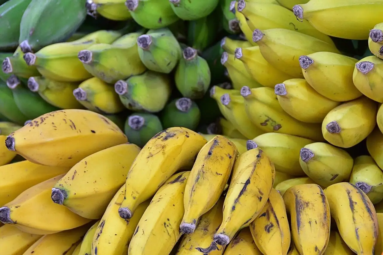 apples bananas tomatoes ripening counter