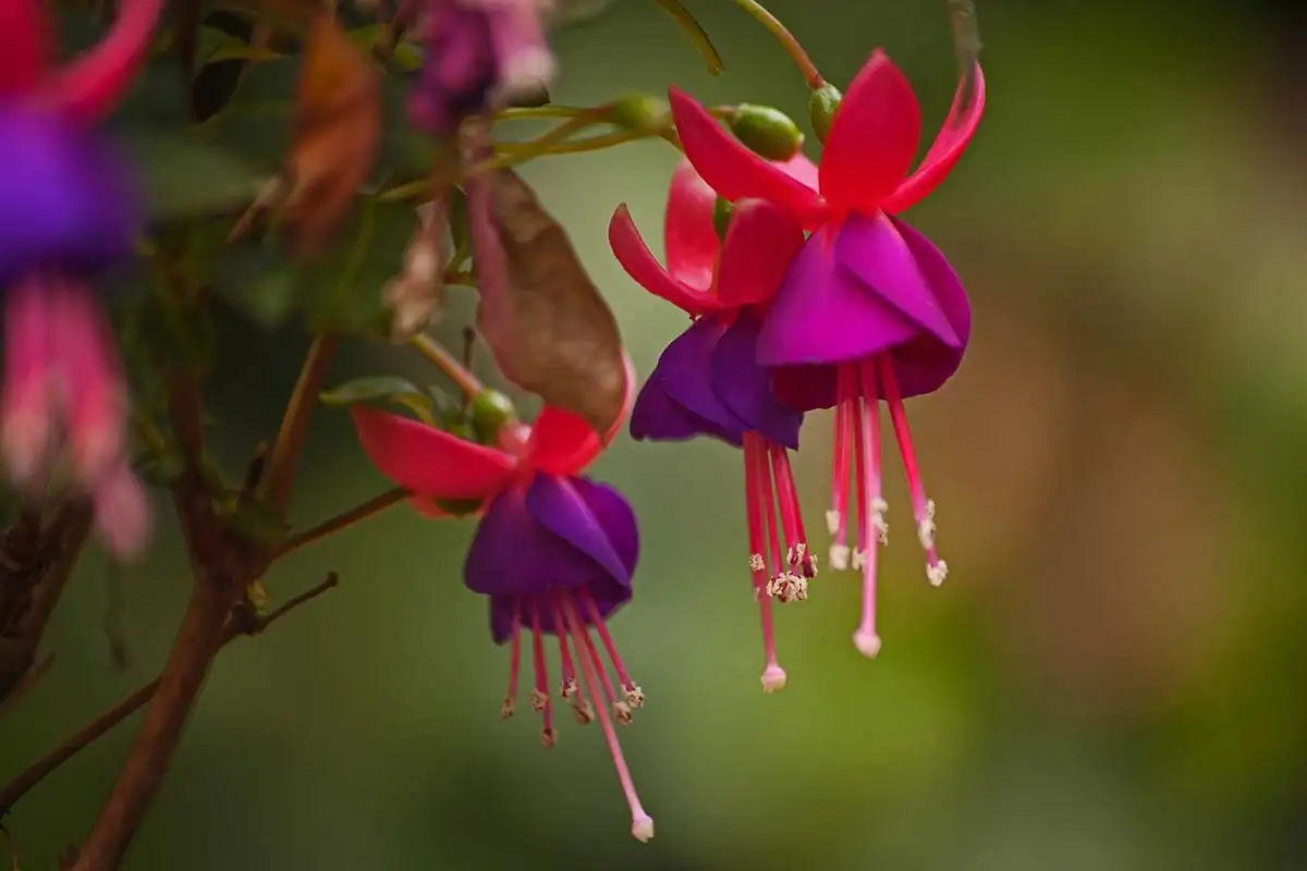 fuchsia gray mold flowers close-up