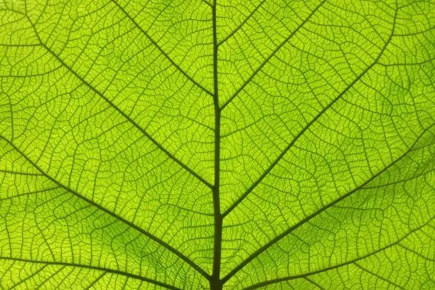 fuchsia rust leaf underside close-up