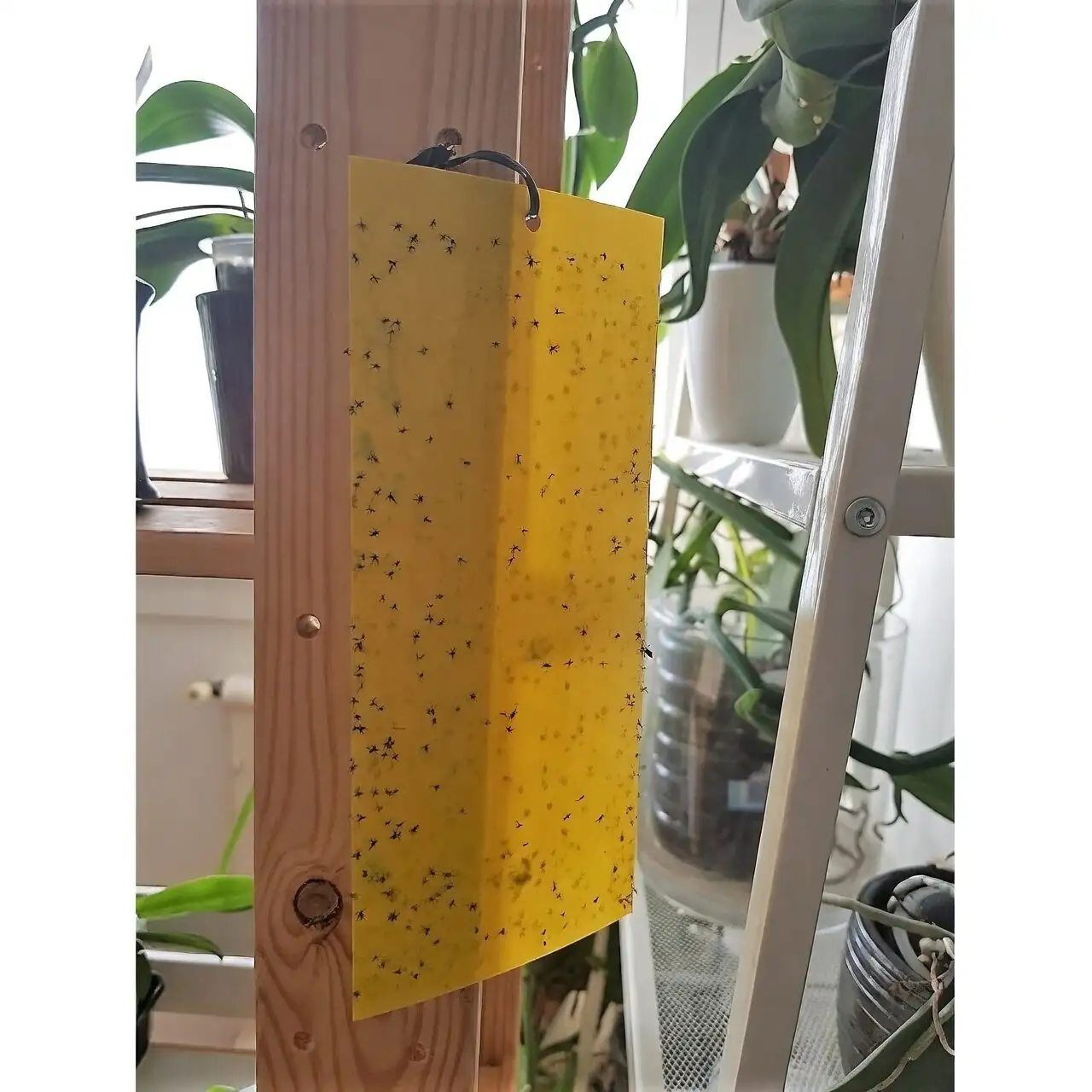 fuchsia yellow sticky trap whiteflies
