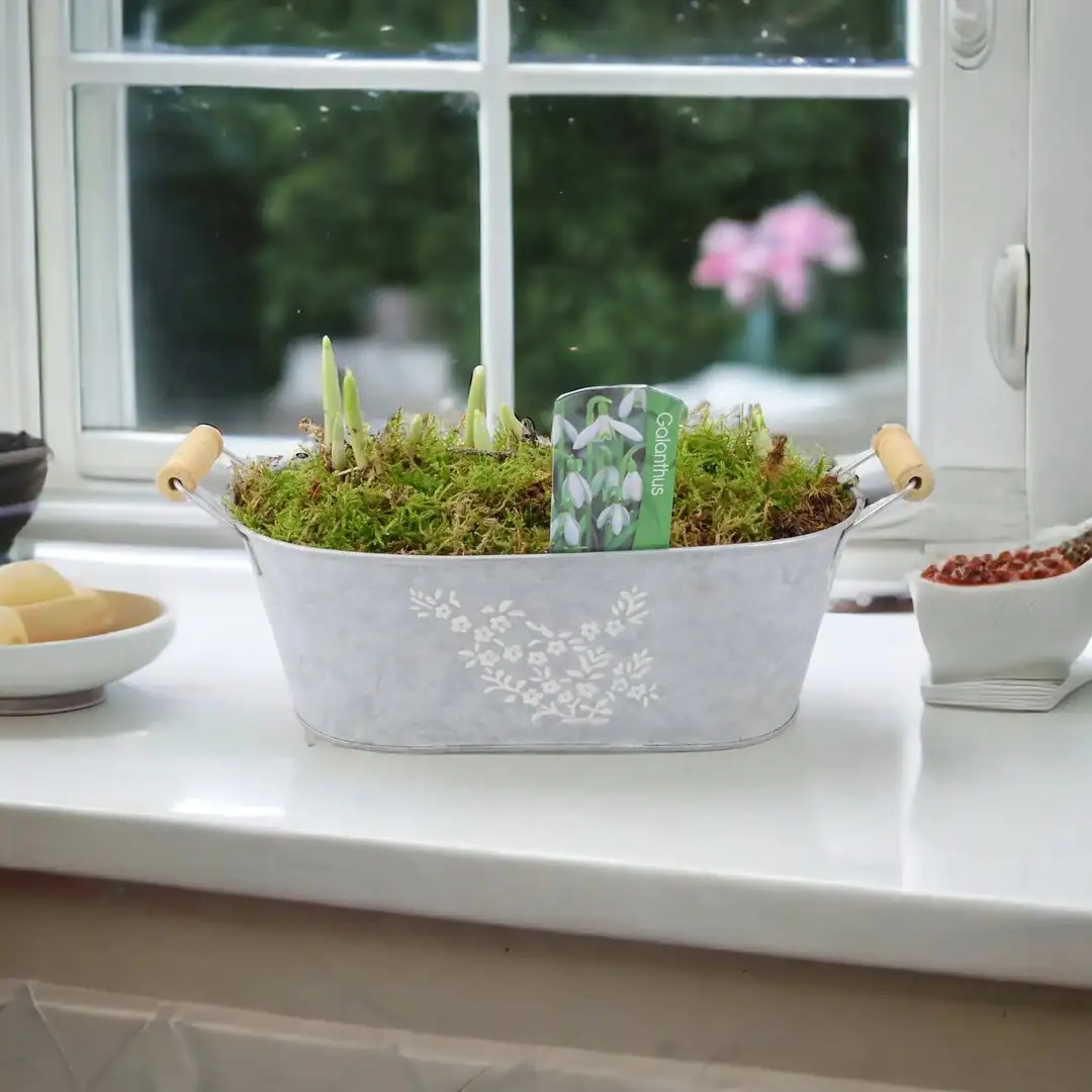 potted snowdrops gift windowsill