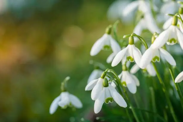 snowdrop flower inner markings closeup