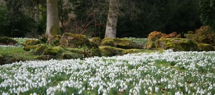 Divide ‘In the Green’: A Propagation Masterclass to Double Your Snowdrops in One Afternoon