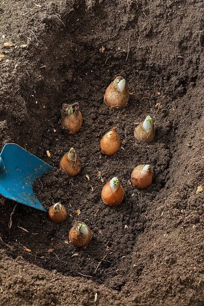 replanting snowdrops bulbs in soil
