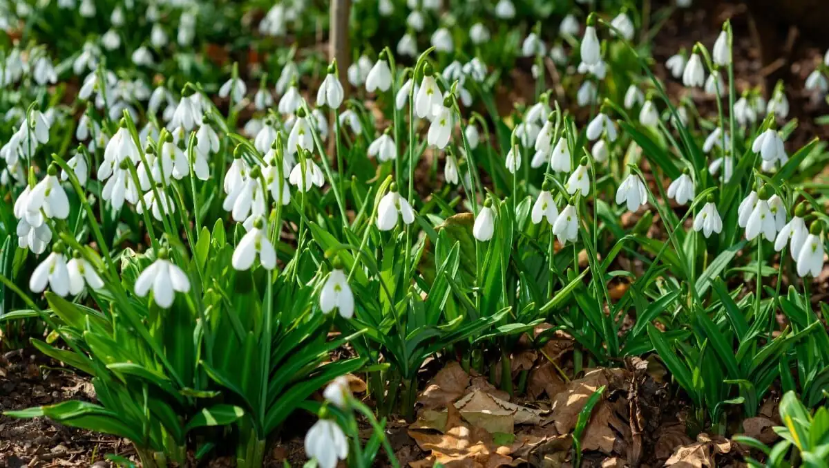 snowdrops naturalized drift under trees
