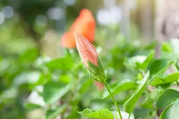 Chinese hibiscus repotting potting mix