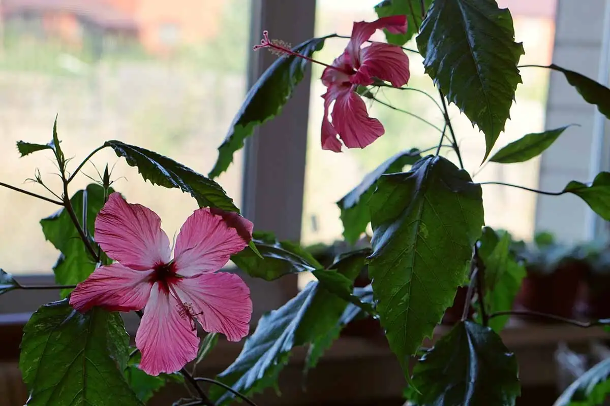 hibiscus indoor bright window pot