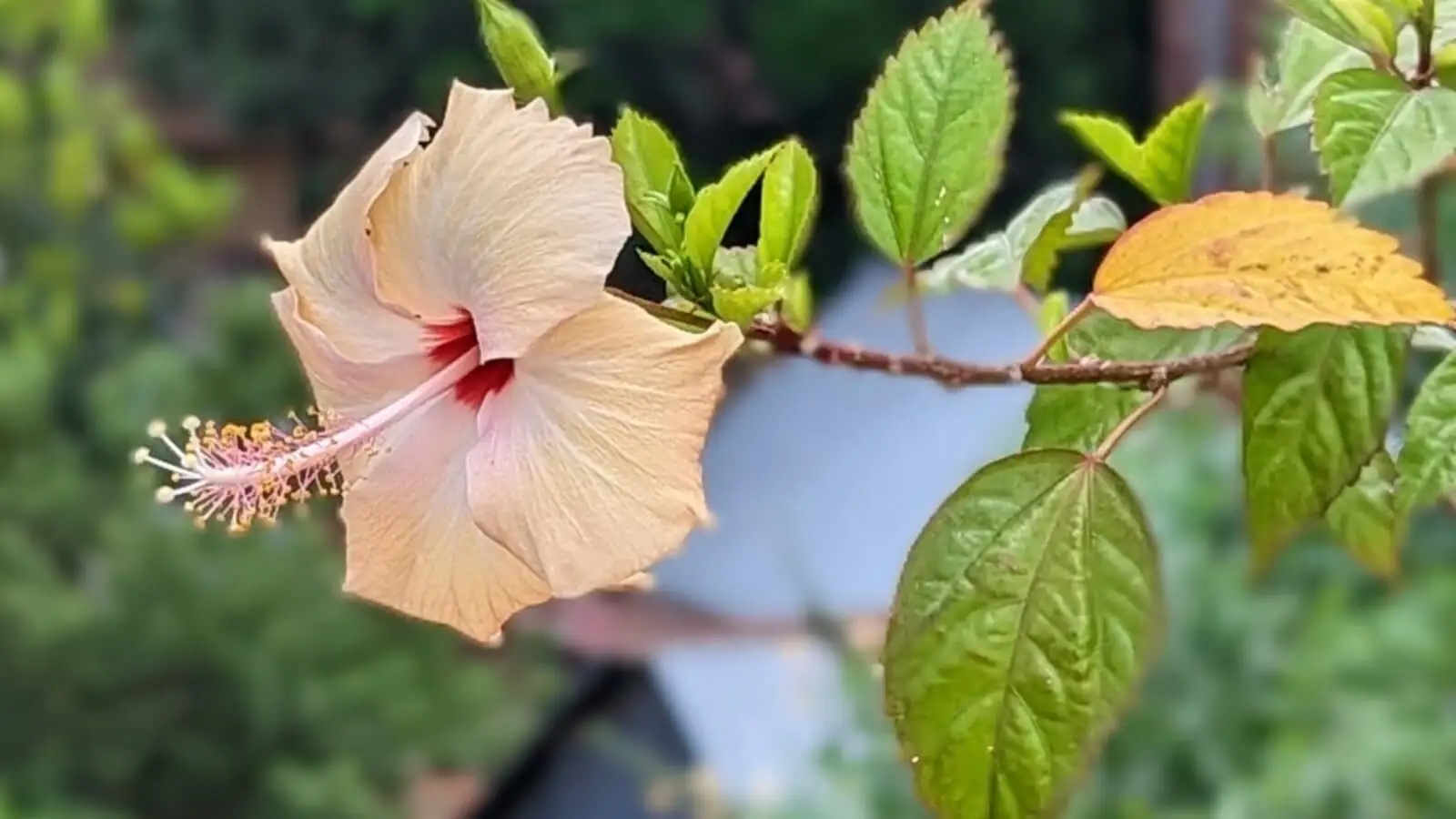 hibiscus yellow leaves close-up