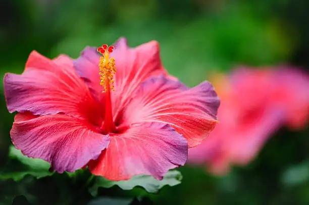hibiscus root rot brown roots