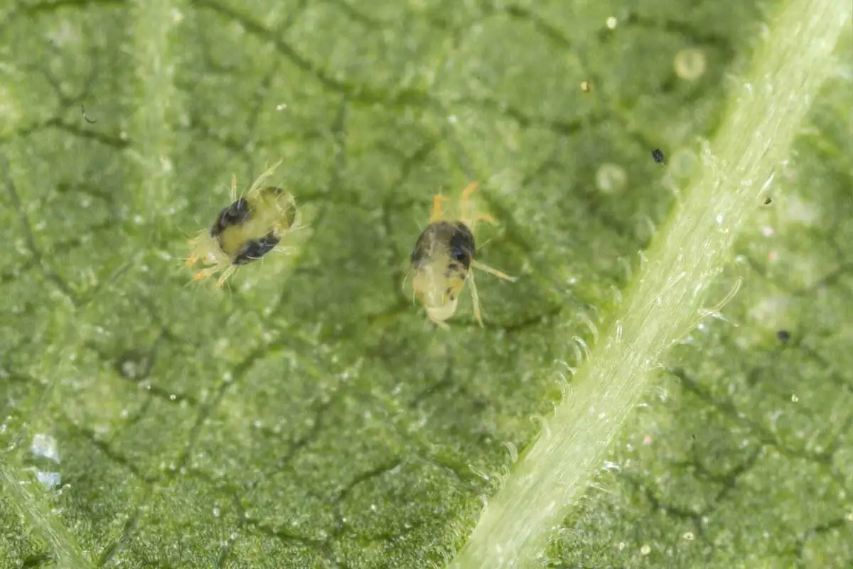hibiscus spider mites leaf underside