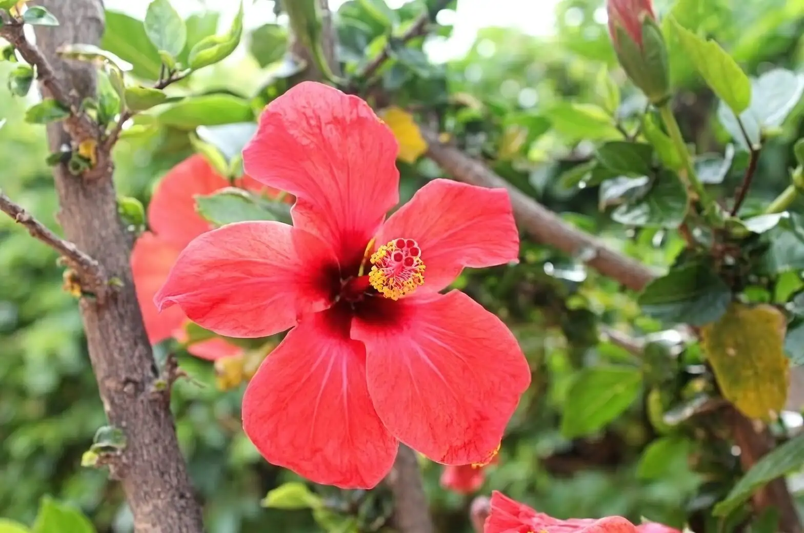 From ‘Fusang’ Myths to Tropical Boulevards: The Globe‑Trotting Story of Chinese Hibiscus