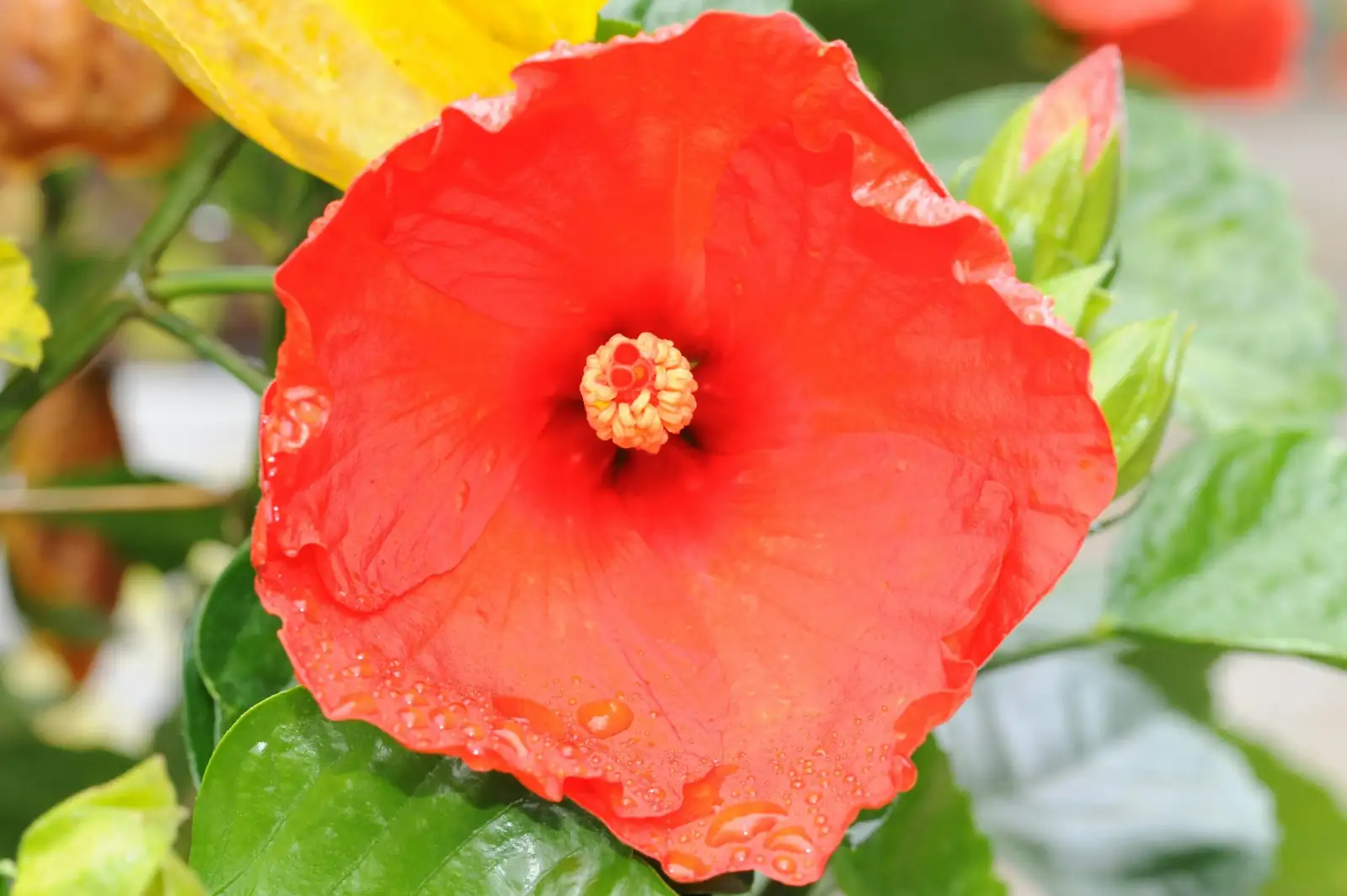 Chinese hibiscus flower varieties close-up