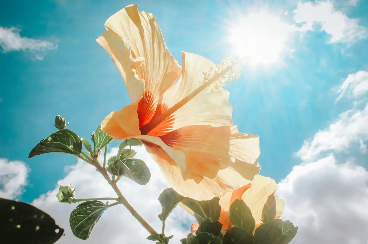 Chinese hibiscus indoor sunny window