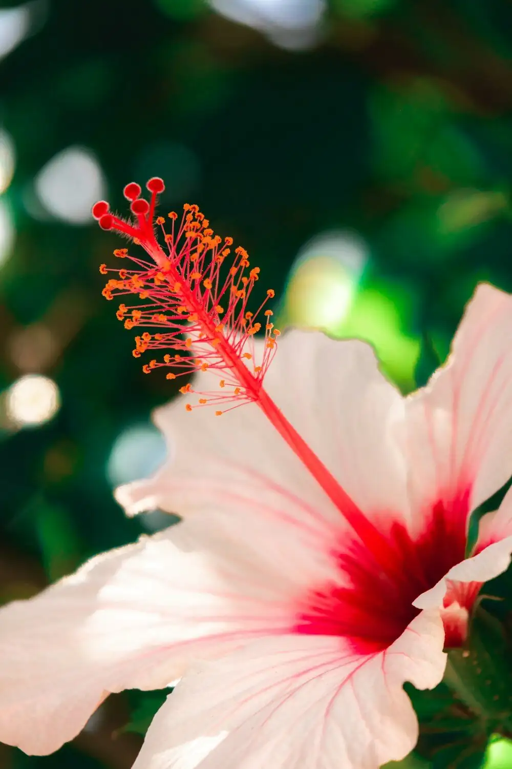 One‑Day Diva, Endless Show: 9 Quirky Truths About Chinese Hibiscus Blooms