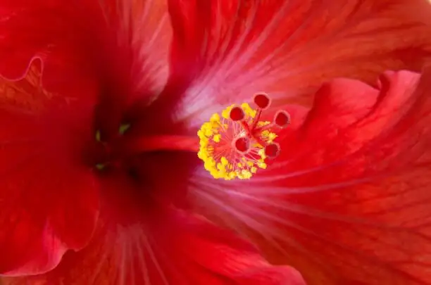 Chinese hibiscus staminal column macro