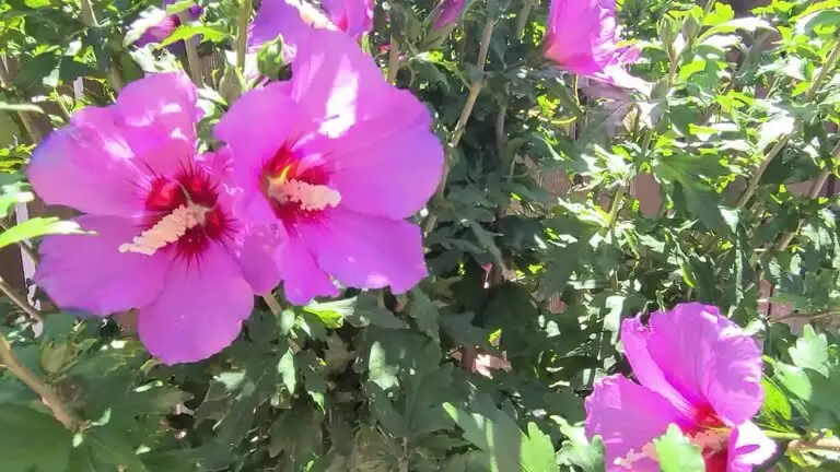 Chinese hibiscus tip pinching hands