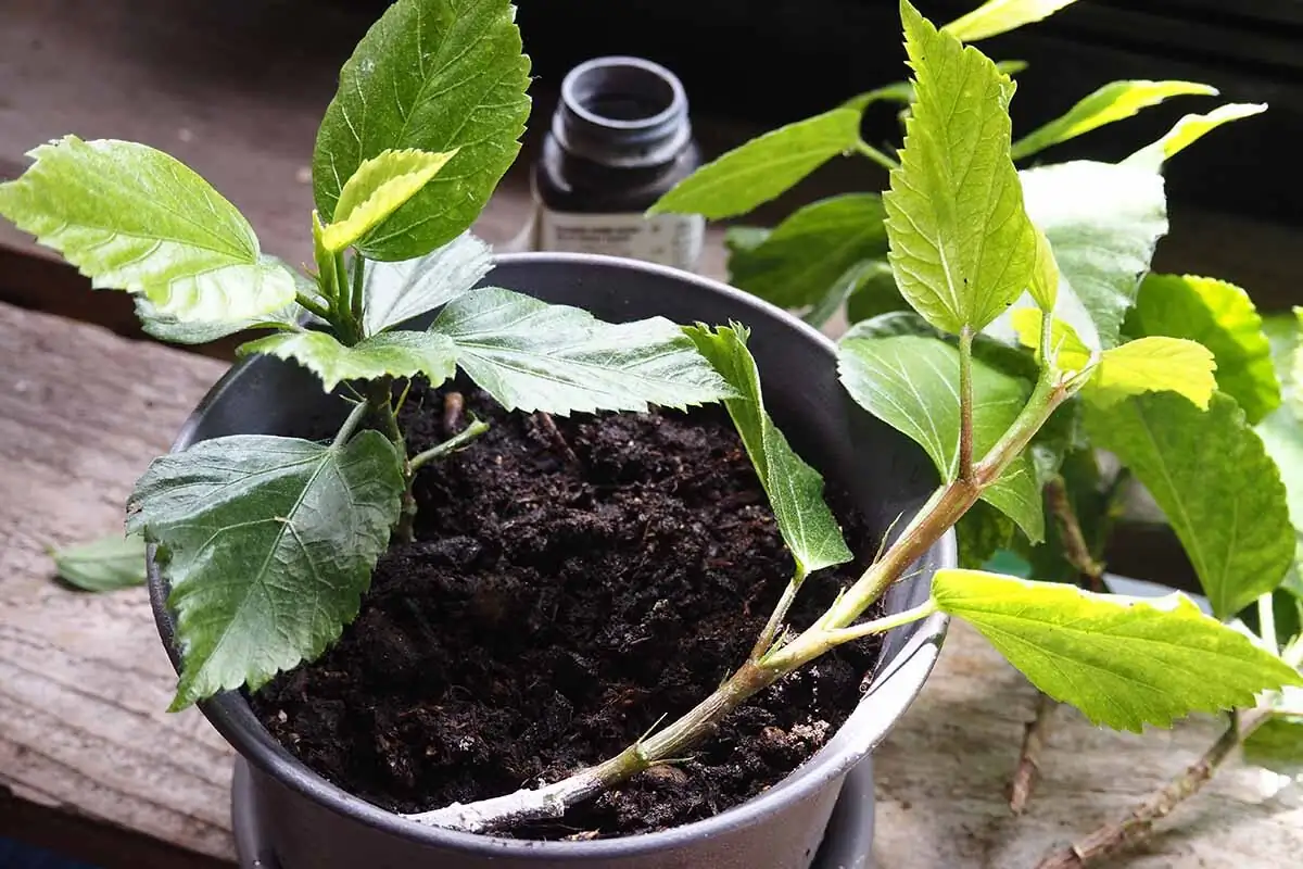 Chinese hibiscus stem cuttings rooting